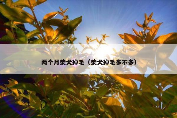 两个月柴犬掉毛（柴犬掉毛多不多）