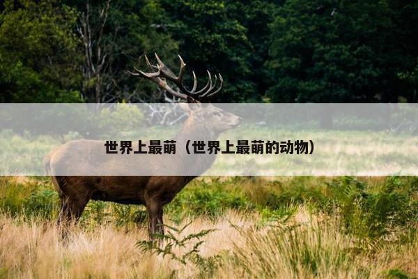 世界上最萌（世界上最萌的动物）