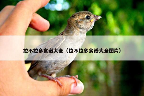 拉不拉多食谱大全（拉不拉多食谱大全图片）