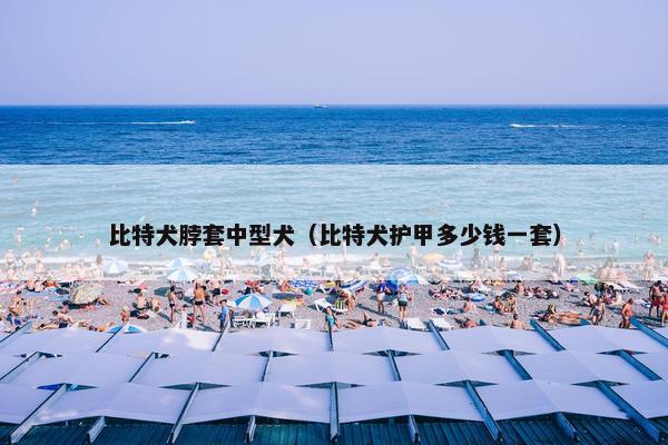 比特犬脖套中型犬（比特犬护甲多少钱一套）