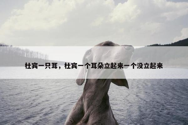 杜宾一只耳，杜宾一个耳朵立起来一个没立起来