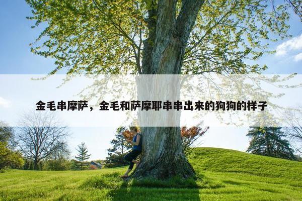 金毛串摩萨，金毛和萨摩耶串串出来的狗狗的样子