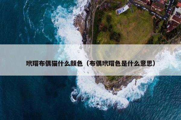 玳瑁布偶猫什么颜色（布偶玳瑁色是什么意思）
