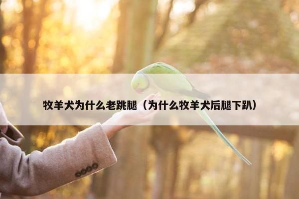 牧羊犬为什么老跳腿（为什么牧羊犬后腿下趴）