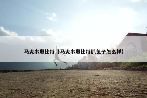 马犬串惠比特（马犬串惠比特抓兔子怎么样）