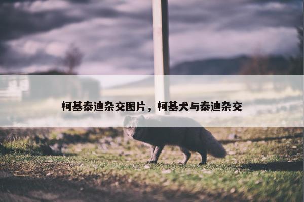 柯基泰迪杂交图片，柯基犬与泰迪杂交