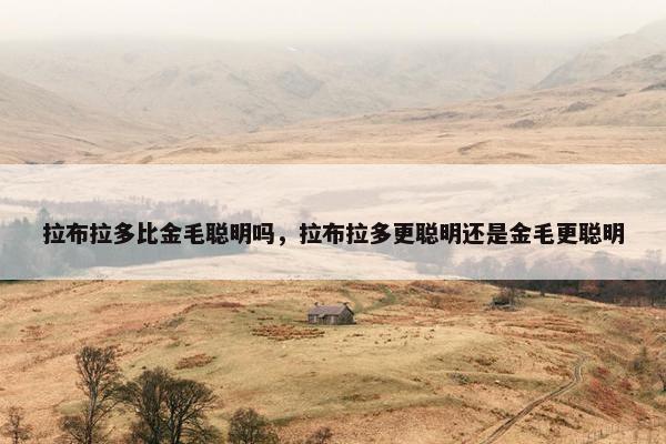 拉布拉多比金毛聪明吗，拉布拉多更聪明还是金毛更聪明