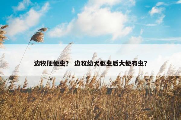 边牧便便虫？ 边牧幼犬驱虫后大便有虫？