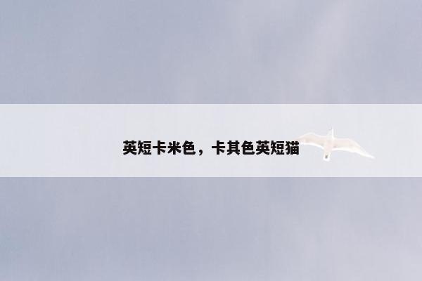 英短卡米色，卡其色英短猫