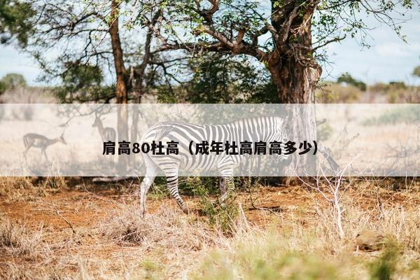 肩高80杜高（成年杜高肩高多少）