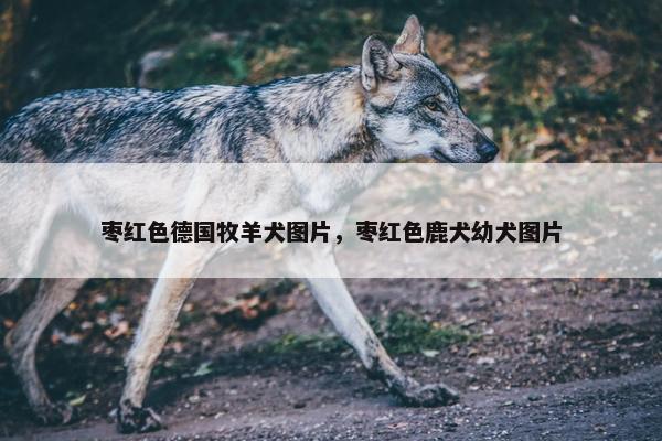 枣红色德国牧羊犬图片，枣红色鹿犬幼犬图片