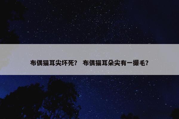 布偶猫耳尖坏死？ 布偶猫耳朵尖有一撮毛？