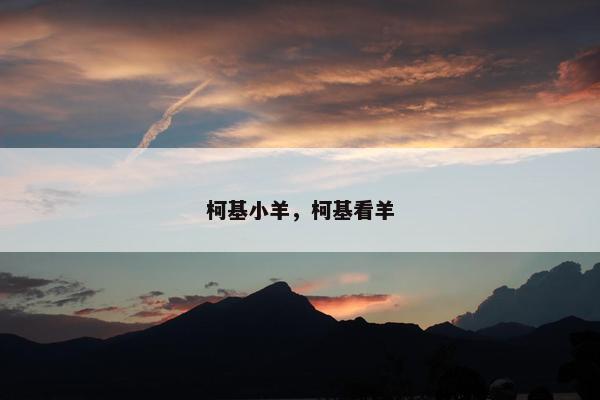 柯基小羊，柯基看羊