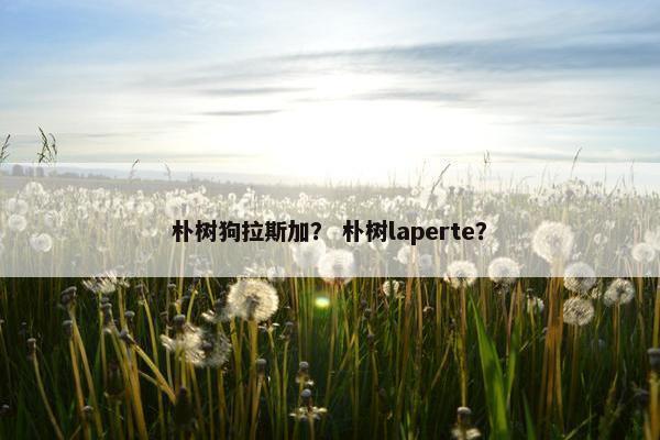 朴树狗拉斯加？ 朴树laperte？