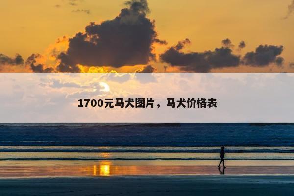 1700元马犬图片，马犬价格表