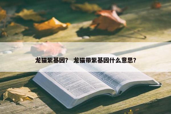 龙猫紫基因？ 龙猫带紫基因什么意思？