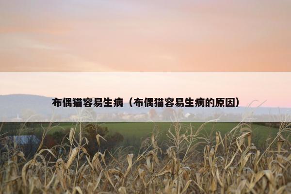 布偶猫容易生病（布偶猫容易生病的原因）