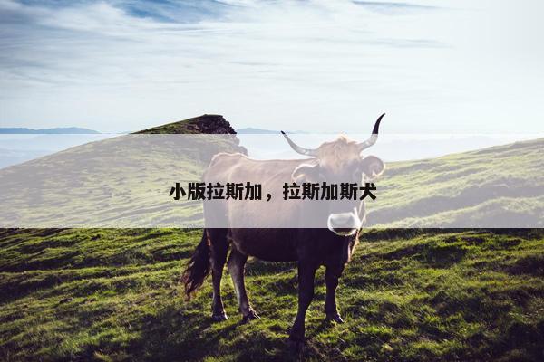 小版拉斯加，拉斯加斯犬
