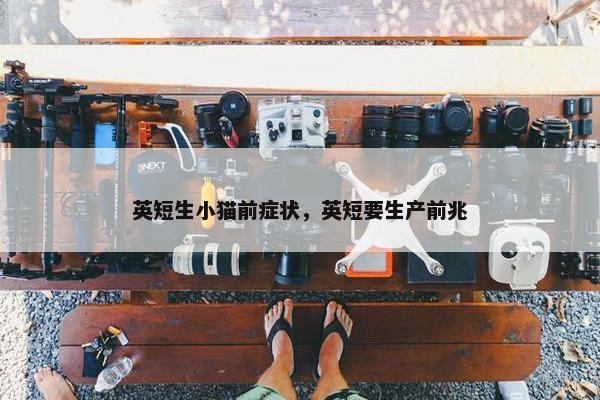 英短生小猫前症状，英短要生产前兆