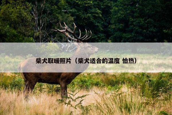 柴犬取暖照片（柴犬适合的温度 怕热）