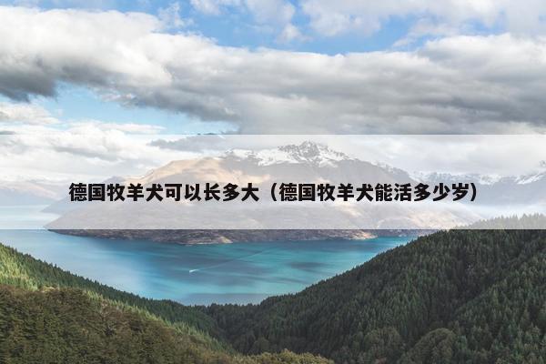 德国牧羊犬可以长多大（德国牧羊犬能活多少岁）