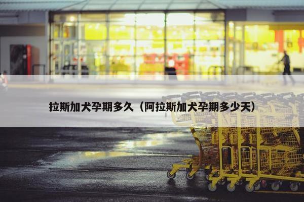 拉斯加犬孕期多久（阿拉斯加犬孕期多少天）