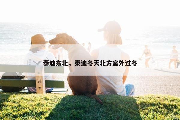 泰迪东北，泰迪冬天北方室外过冬