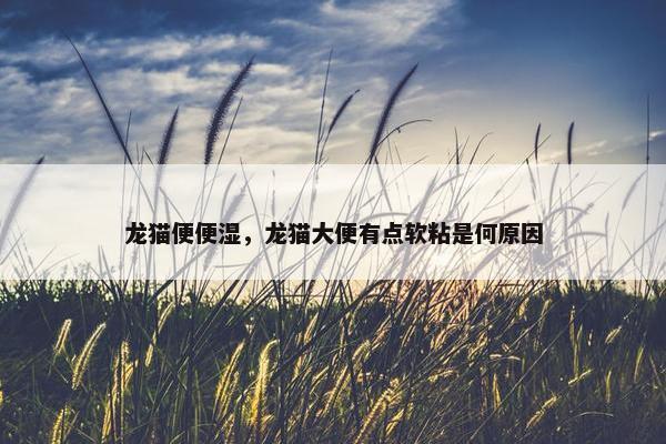 龙猫便便湿，龙猫大便有点软粘是何原因