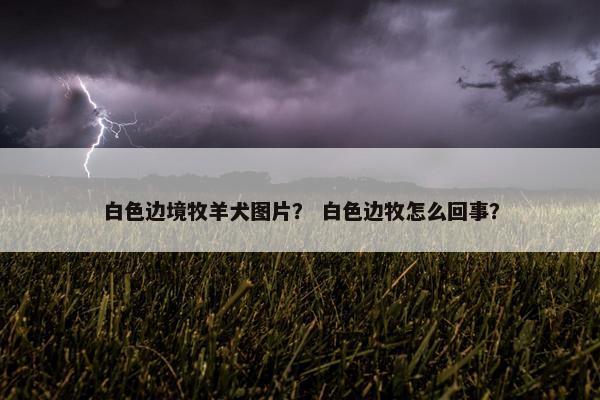 白色边境牧羊犬图片？ 白色边牧怎么回事？