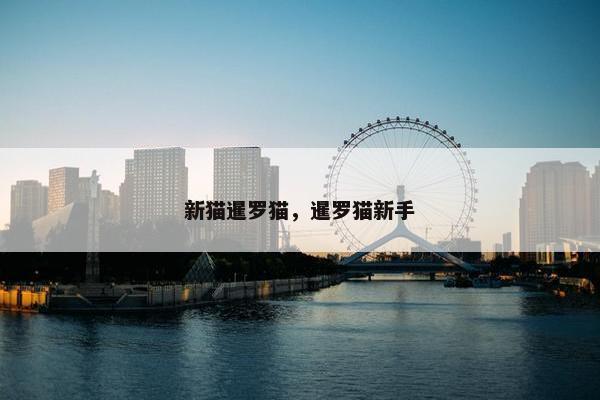 新猫暹罗猫，暹罗猫新手