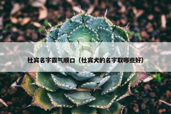 杜宾名字霸气顺口（杜宾犬的名字取哪些好）
