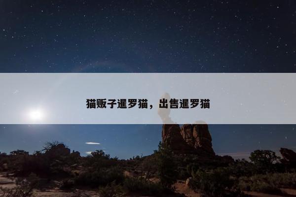 猫贩子暹罗猫，出售暹罗猫