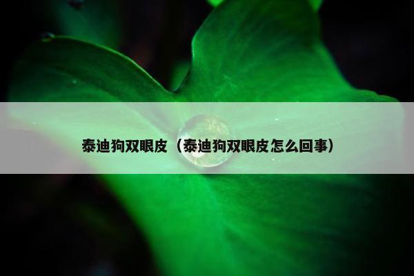 泰迪狗双眼皮（泰迪狗双眼皮怎么回事）