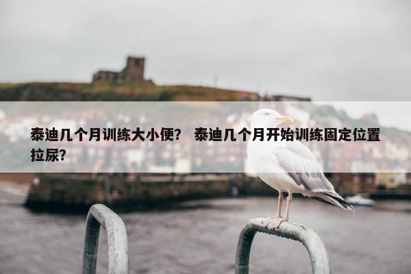 泰迪几个月训练大小便？ 泰迪几个月开始训练固定位置拉尿？