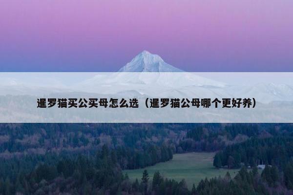 暹罗猫买公买母怎么选（暹罗猫公母哪个更好养）