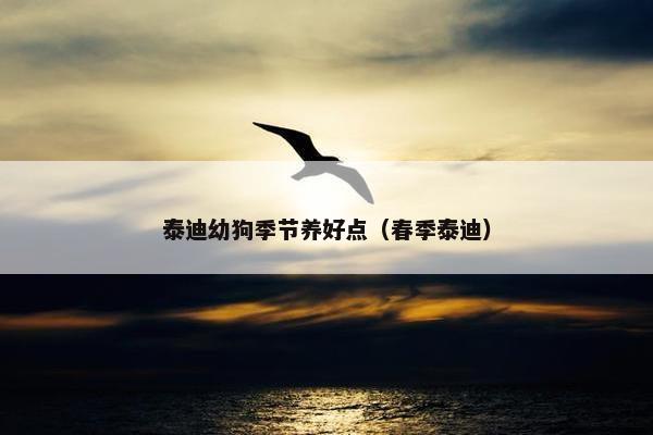 泰迪幼狗季节养好点（春季泰迪）