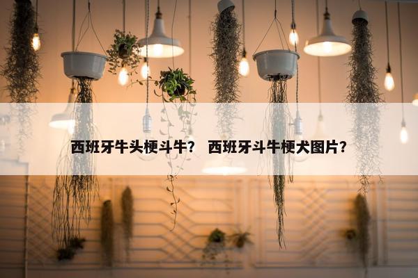 西班牙牛头梗斗牛？ 西班牙斗牛梗犬图片？