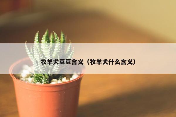 牧羊犬豆豆含义（牧羊犬什么含义）