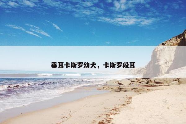 垂耳卡斯罗幼犬，卡斯罗段耳