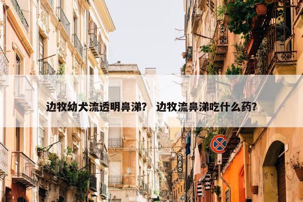 边牧幼犬流透明鼻涕？ 边牧流鼻涕吃什么药？