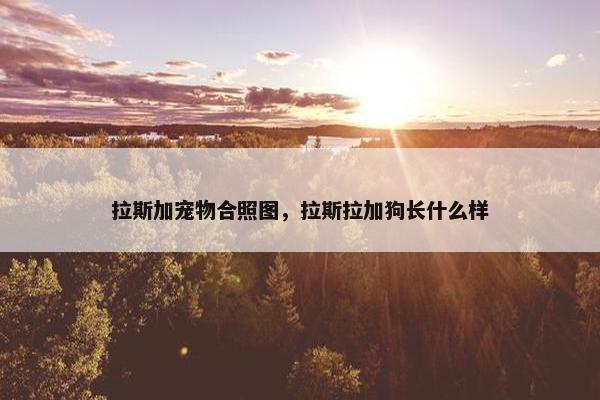 拉斯加宠物合照图，拉斯拉加狗长什么样