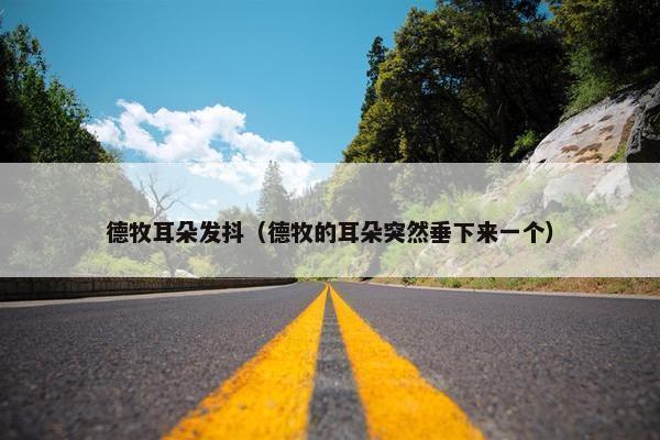 德牧耳朵发抖（德牧的耳朵突然垂下来一个）