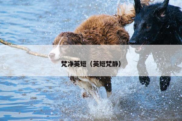 梵净英短（英短梵静）