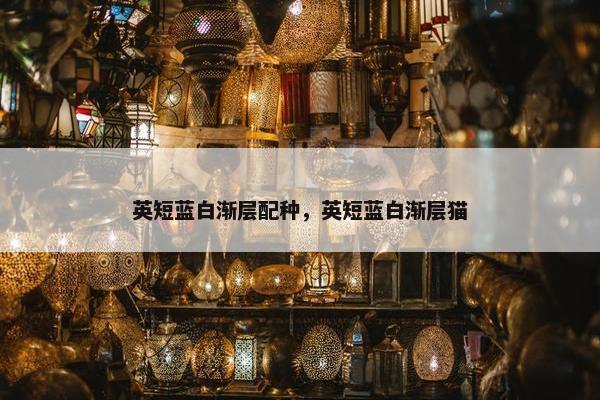 英短蓝白渐层配种，英短蓝白渐层猫