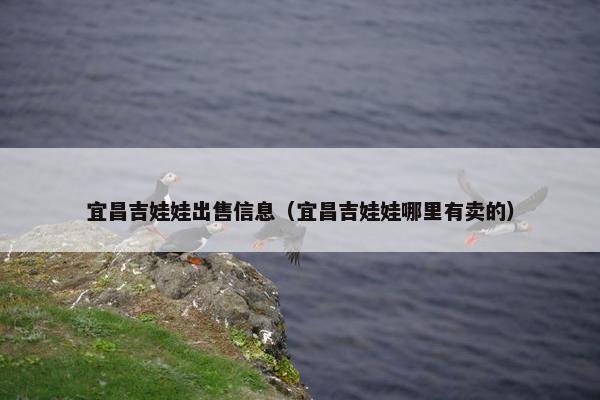 宜昌吉娃娃出售信息（宜昌吉娃娃哪里有卖的）