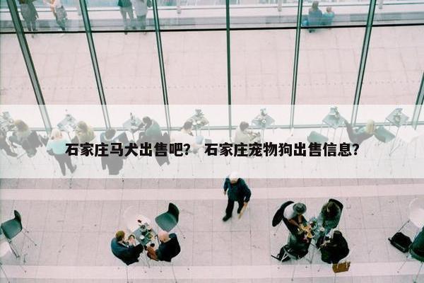 石家庄马犬出售吧？ 石家庄宠物狗出售信息？