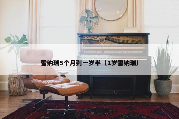 雪纳瑞5个月到一岁半（1岁雪纳瑞）