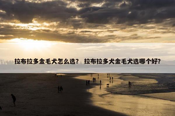 拉布拉多金毛犬怎么选？ 拉布拉多犬金毛犬选哪个好？