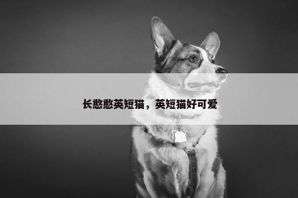 长憨憨英短猫，英短猫好可爱