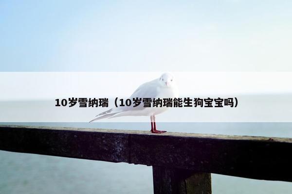 10岁雪纳瑞（10岁雪纳瑞能生狗宝宝吗）